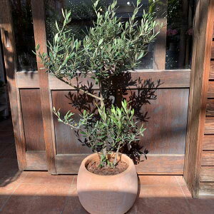 観葉植物 オリーブの木 現品の人気商品 通販 価格比較 価格 Com 観葉植物 オリーブの木 現品の人気商品 通販 価格比較 価格 Com