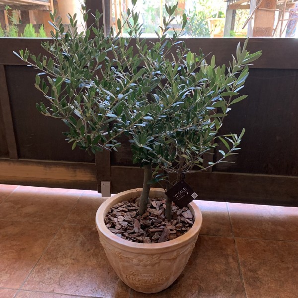 観葉植物 オリーブの木 テラコッタの人気商品・通販・価格比較 - 価格.com