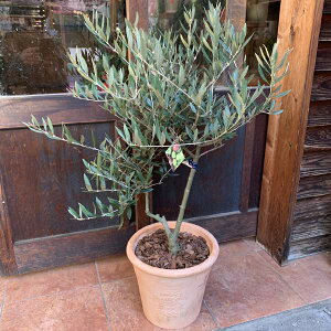 I[u̖ sNAipicualjgpeRb^픫@Aւς݂ŎԂ炸 @n/souji@No.1yi/ʐ^̔izyzʐ^̌i̔ŐE1̍iJXj