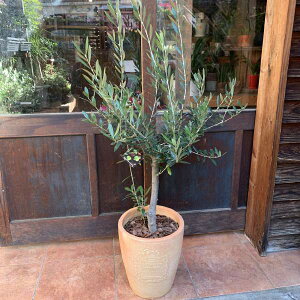 I[u̖ lofBuRgpeRb^픫@Aւς݂ŎԂ炸 @n/souji@No.3yi/ʐ^̔izyzʐ^̌i̔ŐE1̍iJX