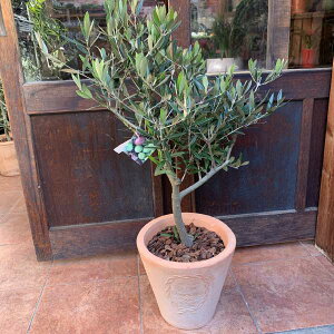 I[u̖ sNAipicualjgpeRb^픫@Aւς݂ŎԂ炸 @n/souji@No.4yi/ʐ^̔izyzʐ^̌i̔ŐE1̍iJXj