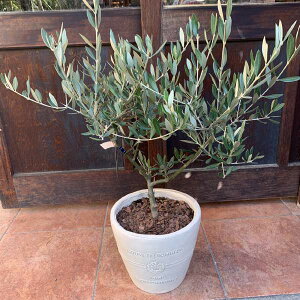 �I���[�u�̖� �s�N�A���ipicual�j���g�p��e���R�b�^���픫�@�A���ւ��ς݂Ŏ�Ԃ��炸 �@�n��/souji�@No.7�y���i/�ʐ^�����̔����i�z�y���������z�ʐ^�̌��i�̔��Ő��E��1�̍�i��J�X�j