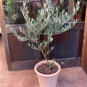 I[u̖ sNAipicualjgpeRb^픫@Aւς݂ŎԂ炸 @n/souji@No.8yi/ʐ^̔izyzʐ^̌i̔ŐE1̍iJXj