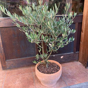 I[u̖ sNAipicualjgpeRb^픫@Aւς݂ŎԂ炸 @n/souji@No.10yi/ʐ^̔izyzʐ^̌i̔ŐE1̍iJXj