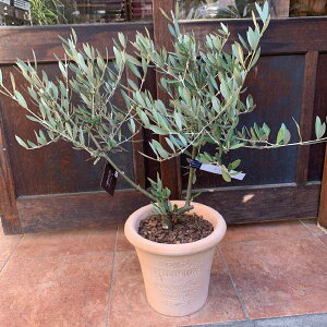 I[u̖ sNAipicualjgpeRb^픫@Aւς݂ŎԂ炸 @n/souji@No.12yi/ʐ^̔izyzʐ^̌i̔ŐE1̍iJXj