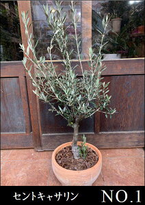 I[u̖ lofBuRA~bVAbJA`vbV[mAsNAgpeRb^픫@Aւς n/soujiyi/ʐ^̔izyzʐ^̌i