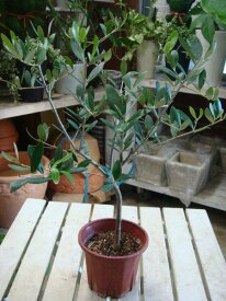 オリーブの木　4号鉢　ピンチ物（分枝済み）　大きく育てて自分流のガーデニングに仕上げて下さい♪植え替え・寄せかご・寄せ植えなどに♪【SOUJU/創樹】