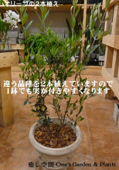 楽天市場】【送料無料】オリーブの木 2本寄せ植え Oli-me（オリーミー 