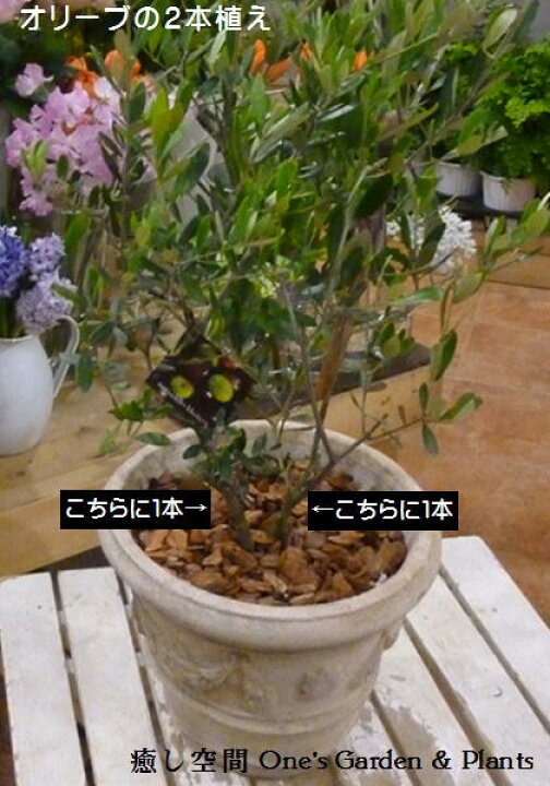 楽天市場】【送料無料】オリーブの木 2本寄せ植え Oli-me（オリーミー 