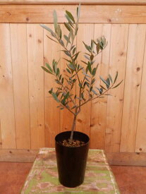 オリーブの木 チプレッシーノ 3．5号鉢植え A品 ピンチ物（枝ぶりを良くする処理）自分流のガーデニングに仕上げて下さい♪植え替え・寄せかご・寄せ植えなどに♪大きく育てて下さいネ♪【SOUJU/創樹】