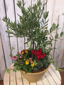 �l�C�̃I���[�u�̖؂ƋG�߂̊񂹐A���R���e�i�K�[�f����e���R�b�^���픫�A���@�^�C�v-C�@���܂����s�b�N�t�������a�̏ے��̃I���[�u���ꌬ�Ƃ�V���b�v����̃V���{���c���[�Ɂ�y�y