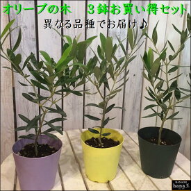 楽天市場 オリーブ 苗木の通販