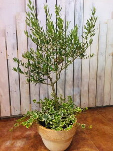 観葉植物 オリーブ 寄せ植えの人気商品 通販 価格比較 価格 Com