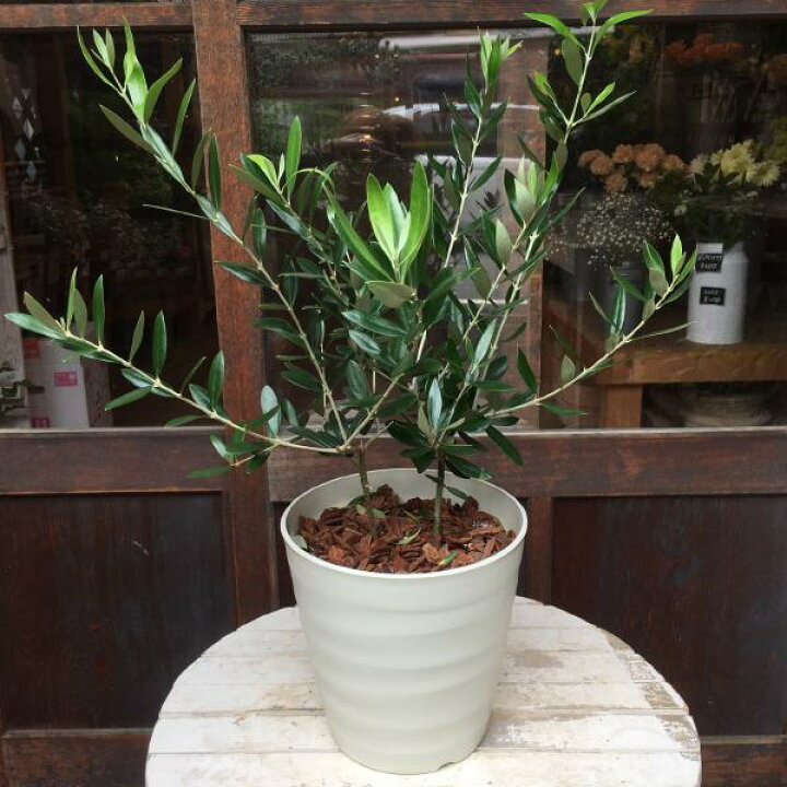 楽天市場 オリーブの木 ２本寄せ植え 品種違いで実が付きやすい プラスチック製で軽量化 鉢植え仕上げ 弊社で植え替え済みです一軒家やショップさんのシンボルツリー開店祝い 新築祝いにも Olive 送料無料 癒し空間 One S Garden Plants