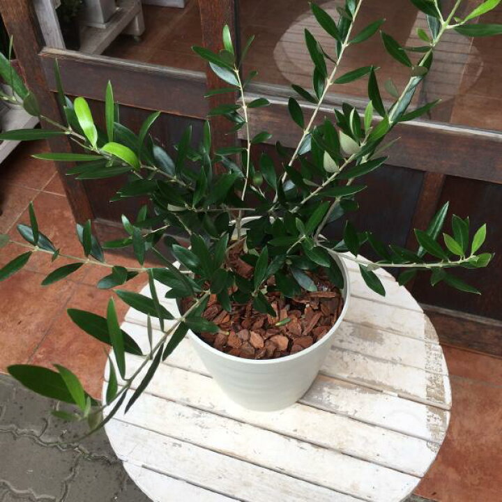 楽天市場 オリーブの木 ２本寄せ植え 品種違いで実が付きやすい プラスチック製で軽量化 鉢植え仕上げ 弊社で植え替え済みです一軒家やショップさんのシンボルツリー開店祝い 新築祝いにも Olive 送料無料 癒し空間 One S Garden Plants