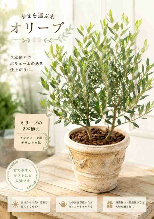 楽天市場】オリーブの木 2本寄せ植え Oli-me（オリーミー）タイプ2 