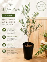 楽天市場】souju オリーブ ルッカの通販