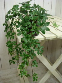 シッサスシュガーバイン 2．5～3号 ポット 苗 自分流の室内空間に植え替えして仕上げて下さい♪アジアンチックやモダン風・トロピカル風のインテリア寄せ植えなどにも♪インテリアに人気の観葉植物