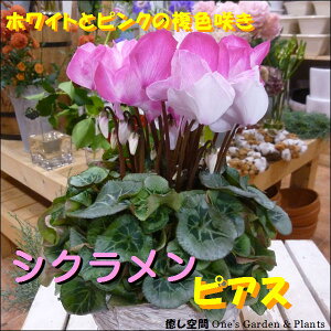 VN sAXzCgƃsN̕F炫 5A كJSt􂨍ΕȂǂɂԂv[gylCizyyMt_zyyMt_bŹzyzt[Mtg/