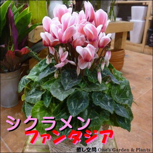 VN@t@^WAipsj5A كJSt􂨍ΕȂǂɂԂv[gyyMt_zyyMt_bŹzyzt[Mtg/~Mtg/a/