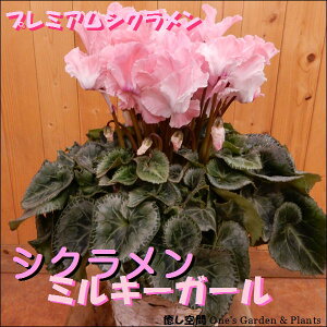 v~AVN@~L[K[ƃsÑ}[u͗lԂт炪qq̃^CvكJSty}t//ΕzyyMt_zyyMt_bŹzyz