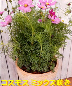 秋 鉢植え 生花の人気商品 通販 価格比較 価格 Com 秋 鉢植え 生花の人気商品 通販 価格比較 価格 Com