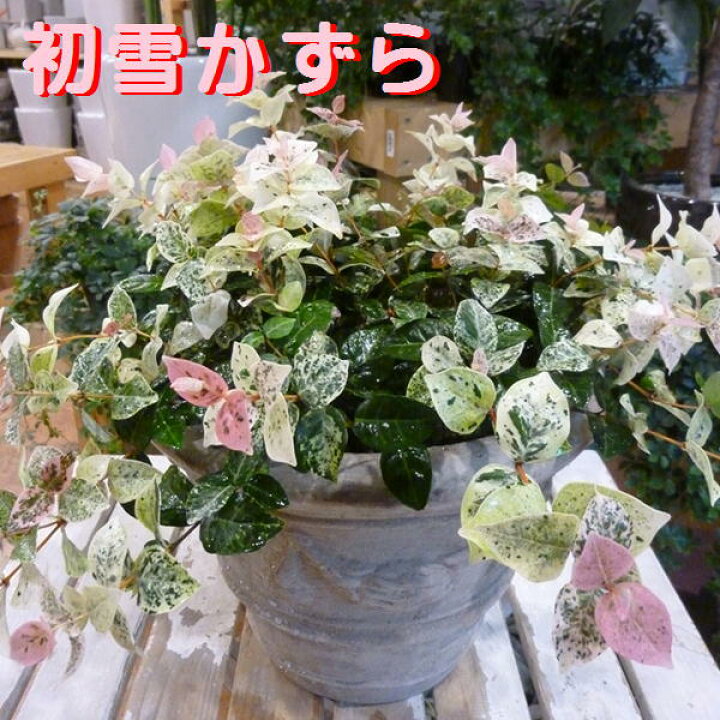 楽天市場 初雪カズラ ハツユキカズラ の大株寄せ植え アンティーク風のテラコッタ シンプル仕上げで手間要らずです タイプ１ 楽ギフ 包装 楽ギフ メッセ入力 フラワーギフト特集 鉢花 ポイント 送料無料 癒し空間 One S Garden Plants