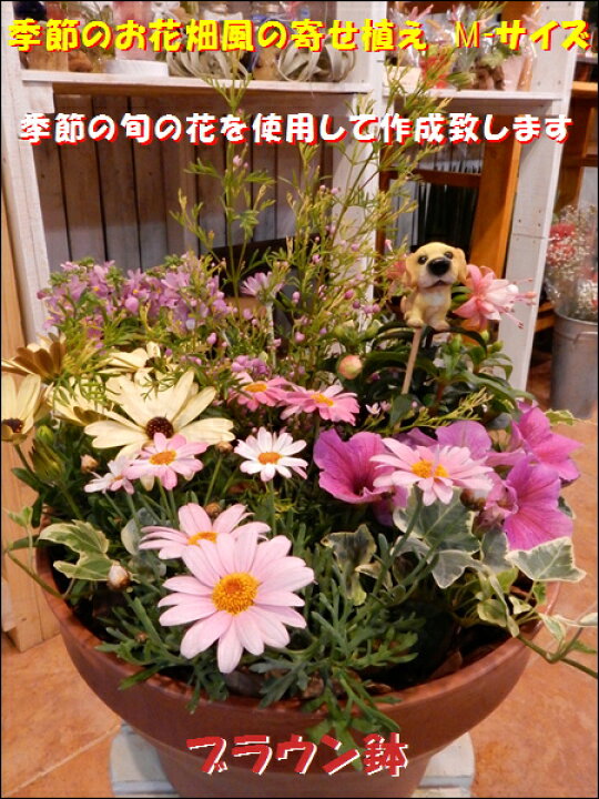 1419円 保証書付 送料無料 季節の寄せ植え コニファーゴールドクレスト プラスチック製で
