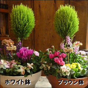 ゴールドクレスト 鉢植えの人気商品 通販 価格比較 価格 Com