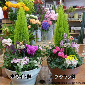 楽天市場 寄せ植え 花 ガーデン Diy の通販