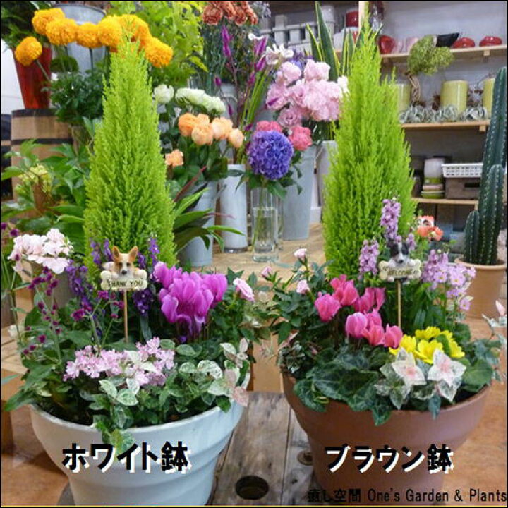 楽天市場 季節のおまかせ寄せ植え コニファーゴールドクレスト プラスチック製で軽量化 鉢カラーをお選びください おまかせピック付き One Sオリジナル植え替え済み 苗をセット植え 鉢 送料無料 癒し空間 One S Garden Plants