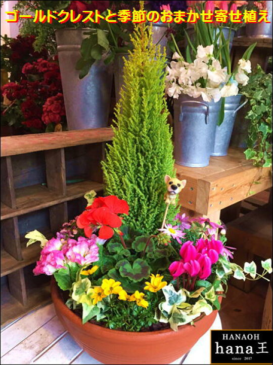オンライン限定商品 ゴールドクレスト 6号鉢 コニファー 寄せ植え 鉢植え Sejalicenciado Primeiramesa Com Br