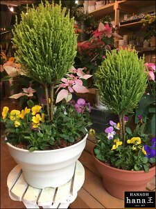ビオラ 寄せ植え 鉢の人気商品 通販 価格比較 価格 Com
