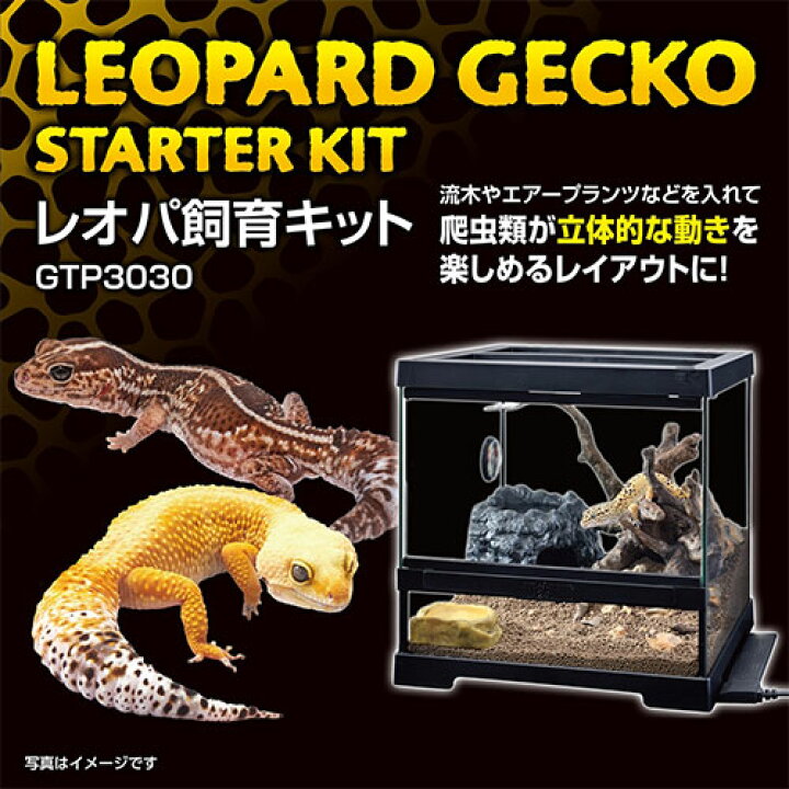 楽天市場】ジェックス レオパ飼育キット GTP3030 爬虫類 ヒョウモン 