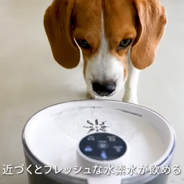 楽天市場】ペット用水素自動給水器 ワンにゃん 水素水 ウォーター