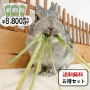 【7月10日まで!ｴﾝﾄﾘｰ&2個購入でﾎﾟｲﾝﾄ5倍】オーツヘイ うさぎ...