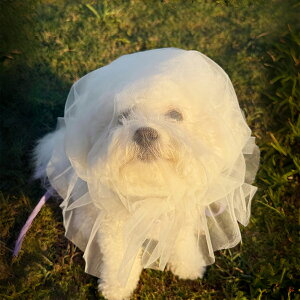 �y�ő�40%OFF�N�[�|���z�z���z �^�C�j�[�v�[�h���iTiny Poodle�j �� ���� �E���H�� �h�~ �}�Y�� ���b�V�� �_�炩�� ���p ���ݕt�� �h�~ �ނ��i�� �h�~ ���� �U�� �g���[�j���O �y�b�g�p�i �ʋC