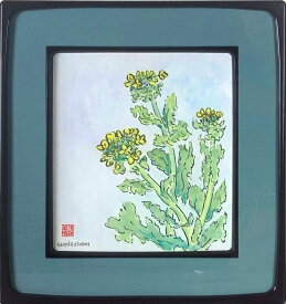 須藤厳博　「菜の花」　水彩色紙