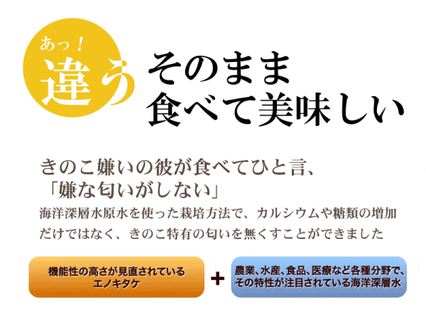乾燥えのき40g×2袋メール便限定送料無料きのこえのき茸エノキ高知県産無添加532P19Mar16P19Mar16