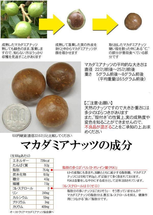マカダミアナッツ殻付き400gナッツメール便限定送料無料ポッキリぽっきりパルミトレイン酸