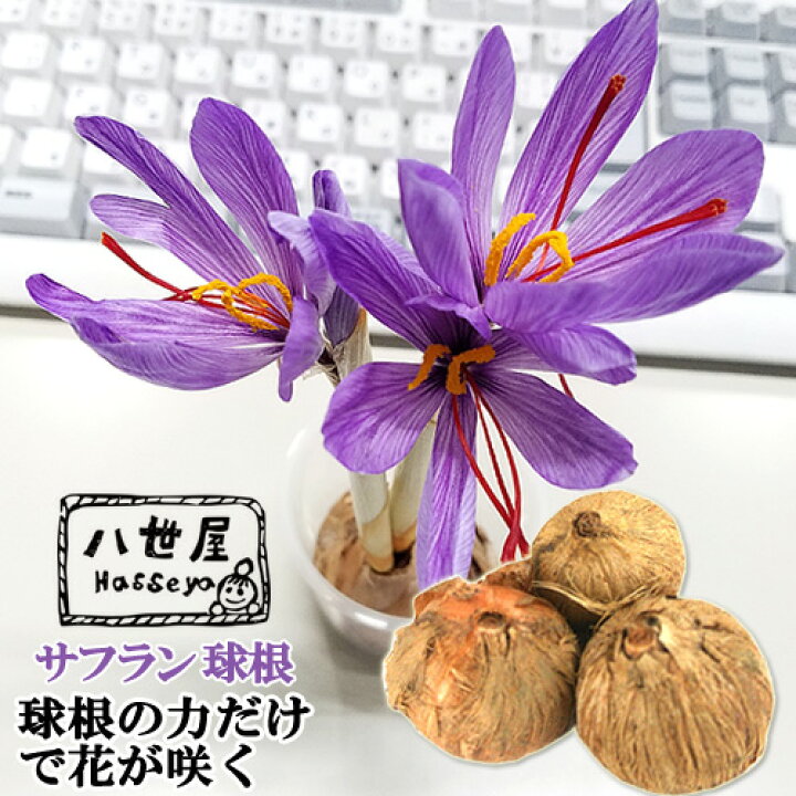 楽天市場 水 土 日光なしで育つ サフラン球根 八世屋 おんせん県おおいた Online Shop