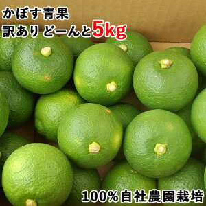 A 啪ʕ{sY ڂ  p 5kg ڂ{ Д_̘In͔|J{X 菤i pɁyz