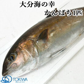 大分の海 蒲江で獲れた かんぱち 1匹(約4kg) 黒潮海産 トキハインダストリー【送料込】 OIKI