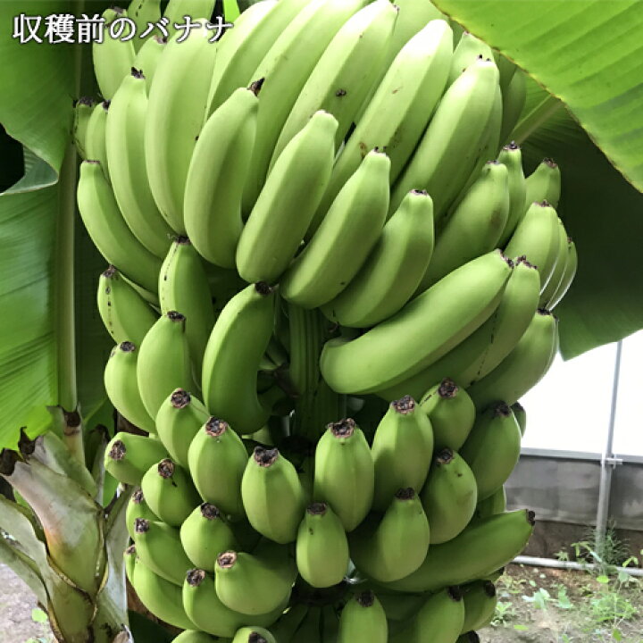 楽天市場 クーポン利用で Off 大分県産 無農薬で安心安全なバナナ 乙女ばなな プレミアムサイズ 約500g 3本入り 贈答用 高糖度 国内産 グロスミシェル種 台湾バナナ 凍結解凍覚醒法 皮ごと食べられる Otome 送料無料 おんせん県おおいた Online Shop