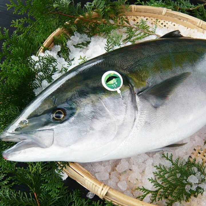 楽天市場 生産量日本一の大分特産のカボスを食べて育った鰤 大分県産 かぼすブリフィーレ 片身 1kg以上 ぶりフィレ 養殖ブリ 産地直送 新鮮 刺身 しゃぶしゃぶ 照り焼き 鰤かま 冷蔵 佐伯 Up 送料無料 おんせん県おおいた Online Shop