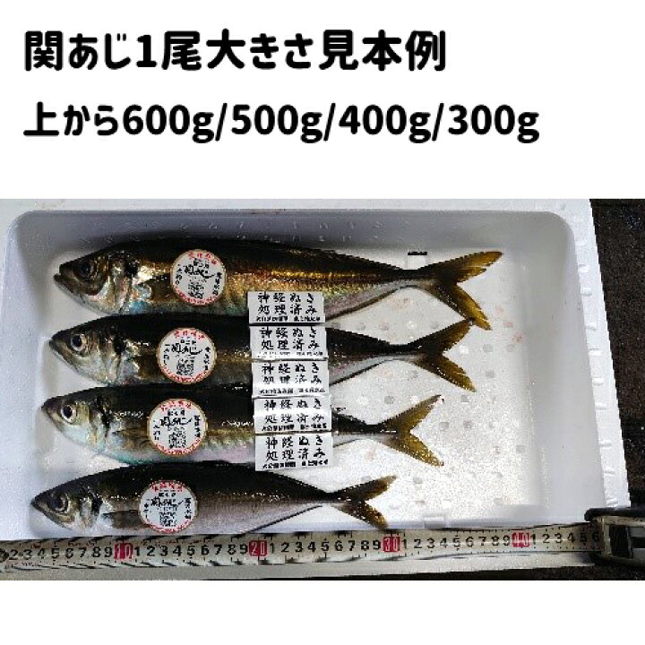 9750円 人気ブランドの新作 魚市場から直送 旬の魚介 鮮魚 おまかせセット