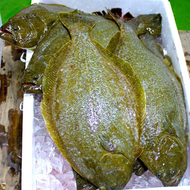 楽天市場 応援企画 大分県産 豊後水道で育った養殖ヒラメ刺身 薄造り 1尾分 約700g 肝と皮のボイル付き 15 000円 送料込み 冷凍便 ひらめ 平目 大分県支援 復興 高橋水産 おんせん県おおいた Online Shop 楽天市場 応援企画 大分県産 豊後水道で育った養殖ヒラメ刺身 薄造り 1尾分 約700g 肝と皮のボイル付き 15 000円 送料込み 冷凍便 ひらめ 平目 大分県支援 復興 高橋水産 おんせん県おおいた Online Shop
