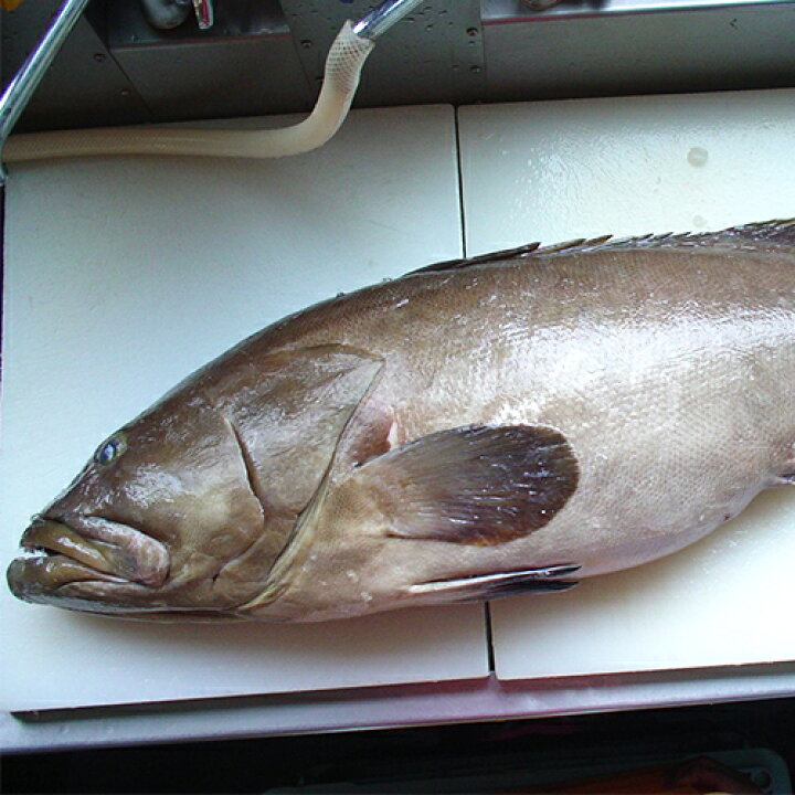 楽天市場 新鮮なクエを産地直送でお届け 高級魚くえ料理セット２人前 刺身90g あらとぶつ切300g 鍋だし55g かぼすぽん酢 わざび 醤油 薬味 ねぎ もみじおろし クエ鍋 冷凍 大分県産 大分水産 送料無料 おんせん県おおいた Online Shop