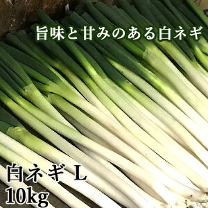 白ネギ ねぎの人気商品 通販 価格比較 価格 Com