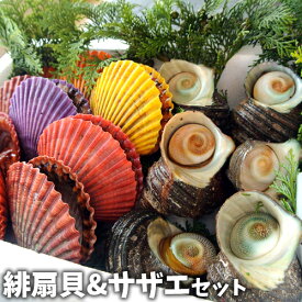 楽天市場 緋扇貝の通販 楽天市場 緋扇貝の通販
